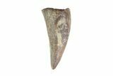 Cretaceous Crocodile Tooth - Hell Creek Formation #71206-1
